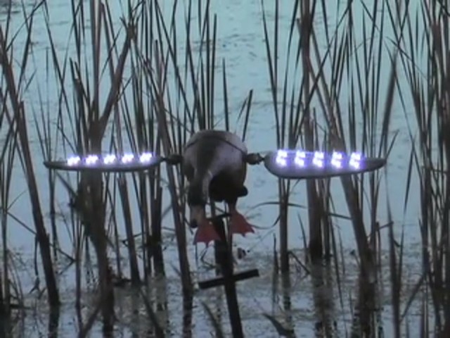 Fowl Weather LED Lucky Duck Decoy - image 7 from the video