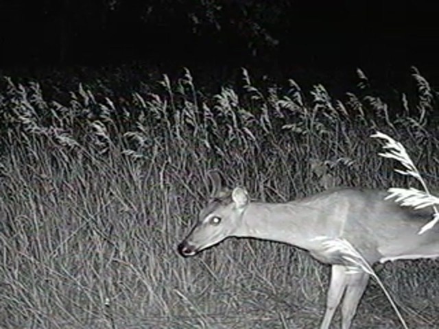 Edge&#153; Encounter Game Camera  - image 8 from the video