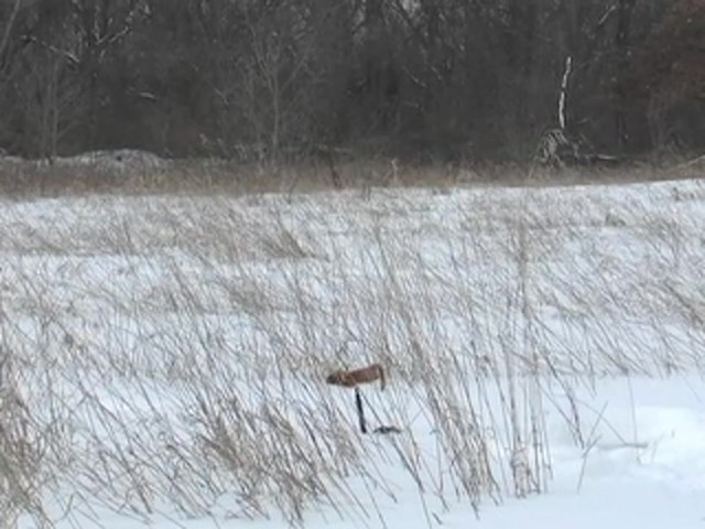Edge by Expedite&reg; Ultimate Predator II Decoy Combo - image 1 from the video