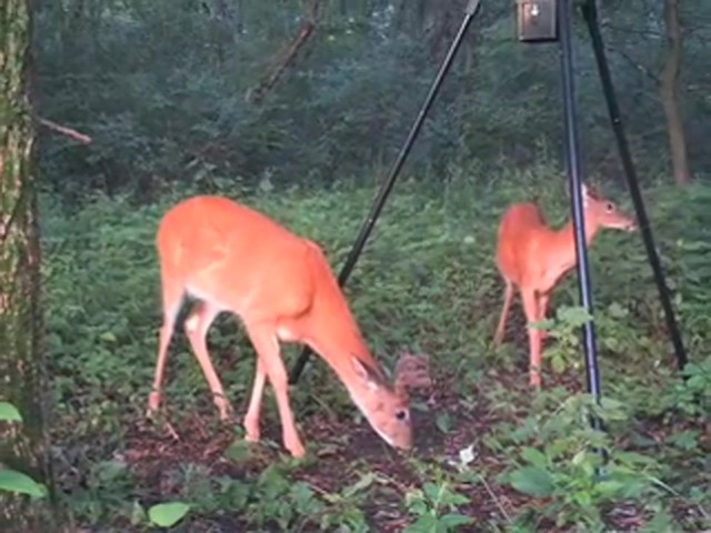 Wildgame Innovations&reg; 30 - gal. Tripod Feeder - image 1 from the video