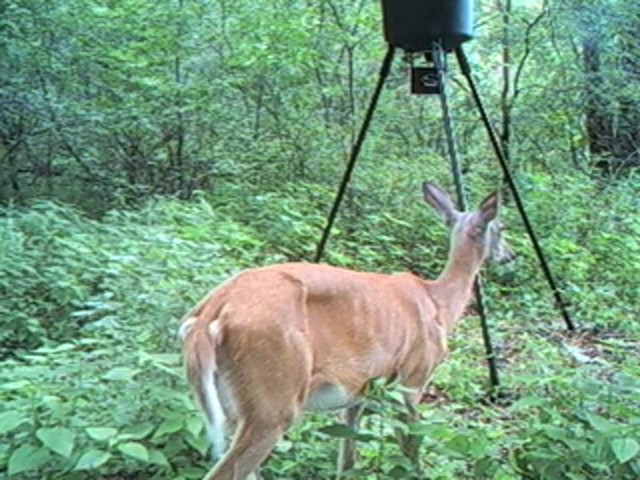 Wildgame Innovations&reg; 30 - gal. Tripod Feeder - image 10 from the video
