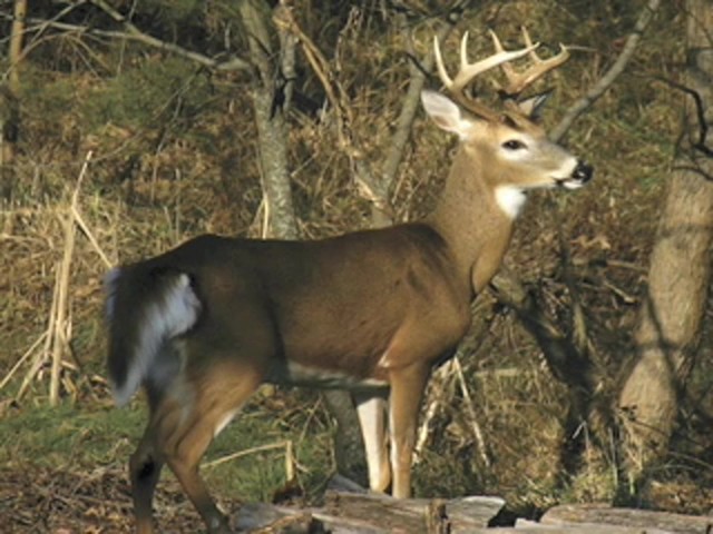 Bushnell&reg; Trophy Cam&#153; - image 1 from the video