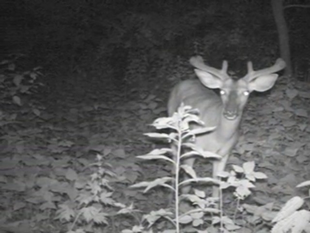 Bushnell&reg; Trophy Cam&#153; - image 7 from the video