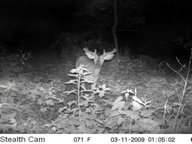 StealthCam&trade; 5.0 MP Digital IR Scouting Camera - image 6 from the video