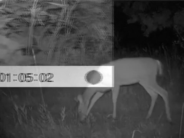 StealthCam&trade; 5.0 MP Digital IR Scouting Camera - image 7 from the video