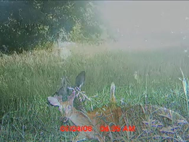 Wildview&reg; EZ - Cam - image 8 from the video
