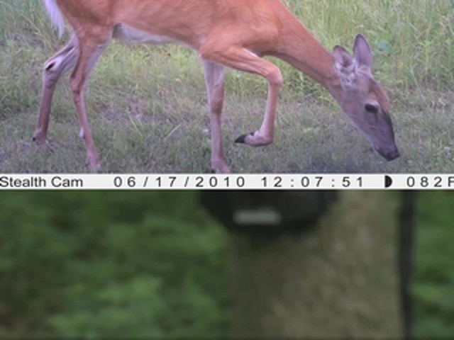 Stealth Cam&reg; Prowler HD Camera - image 8 from the video