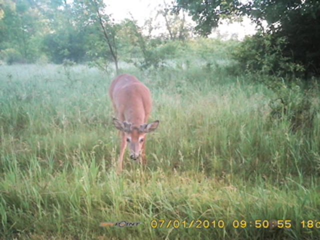 SpyPoint&#153; IR6 Game Camera Camo - image 1 from the video