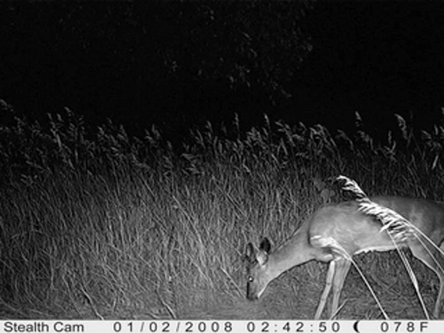 Stealth&reg; Prowler HD Digital Game Camera - image 1 from the video