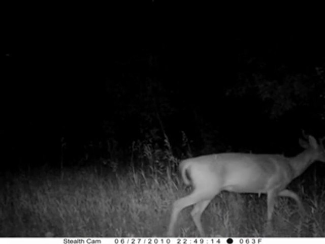 Stealth&reg; Prowler HD Digital Game Camera - image 4 from the video