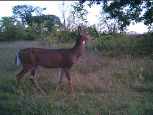 SpyPoint™ Bloodline 7 MP Infrared Digital Game Camera - image 4 from the video