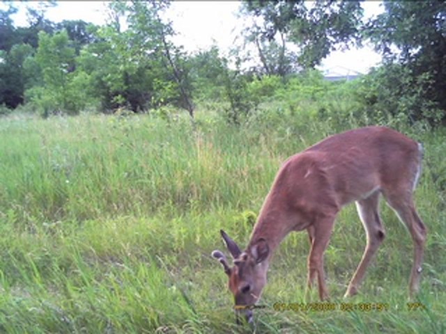 Moultrie&reg; Universal Picture Viewer - image 10 from the video