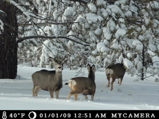 Moultrie&reg; GameSpy I - 45 Digital Camera - image 2 from the video