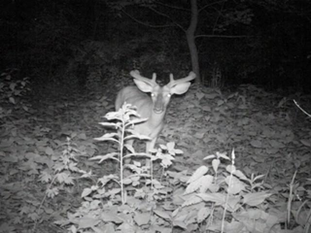 Tasco&reg; 5MP Infrared Trail Camera - image 6 from the video