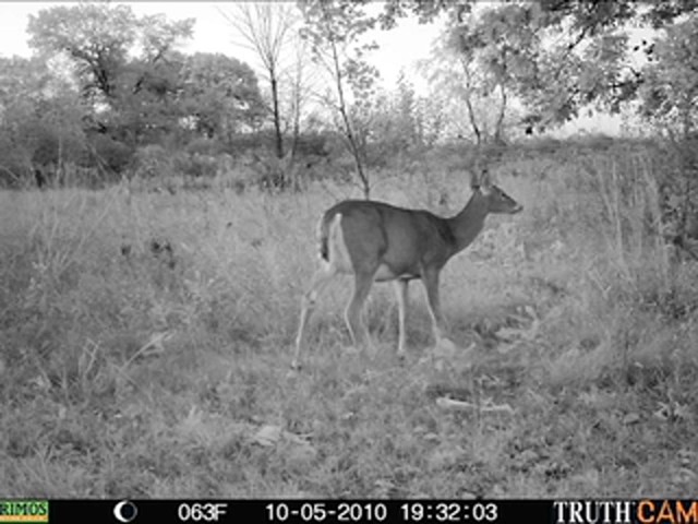 Primos&reg; TruthCam&reg; 46 Infrared Game Camera - image 2 from the video