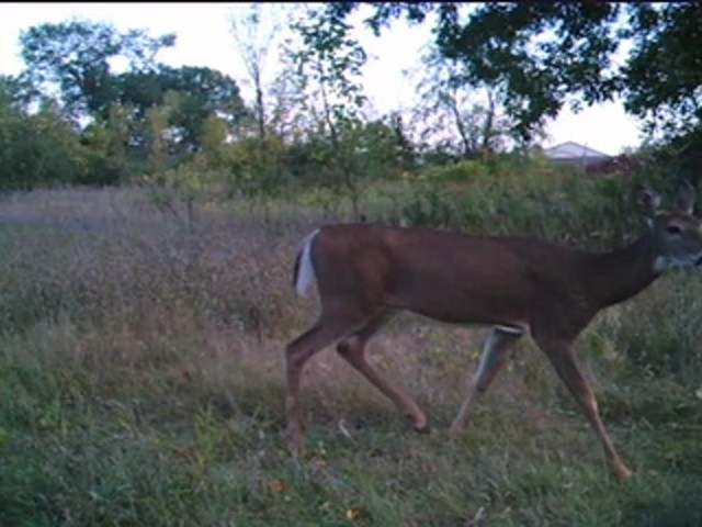 Primos&reg; TruthCam&reg; 46 Infrared Game Camera - image 6 from the video