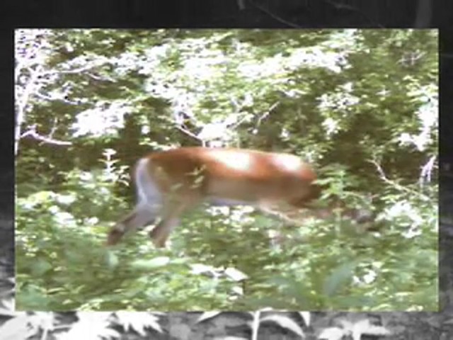 Wildgame Innovations&reg; 4.0MP IR Digital Game Camera - image 7 from the video