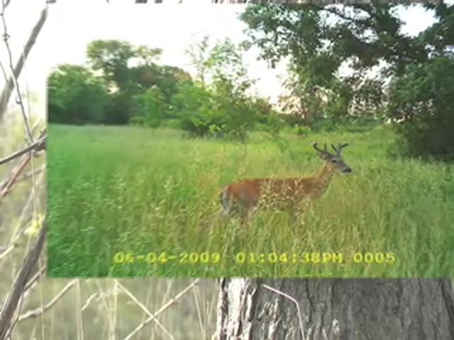 Timberview&#153; 1.3MP Digital Game Scouting Camera  - image 4 from the video