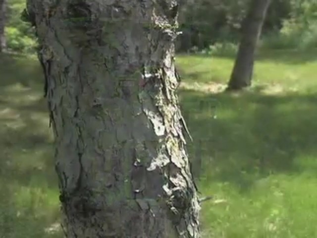 Stealth Cam® 3MP Titan Game Camera - image 1 from the video