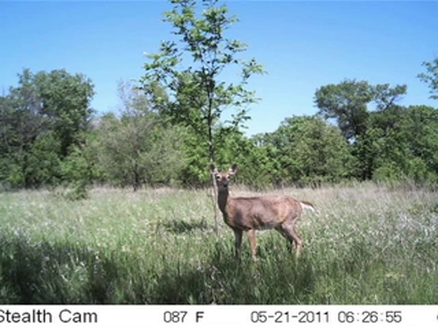 Stealth Cam® 3MP Titan Game Camera - image 4 from the video