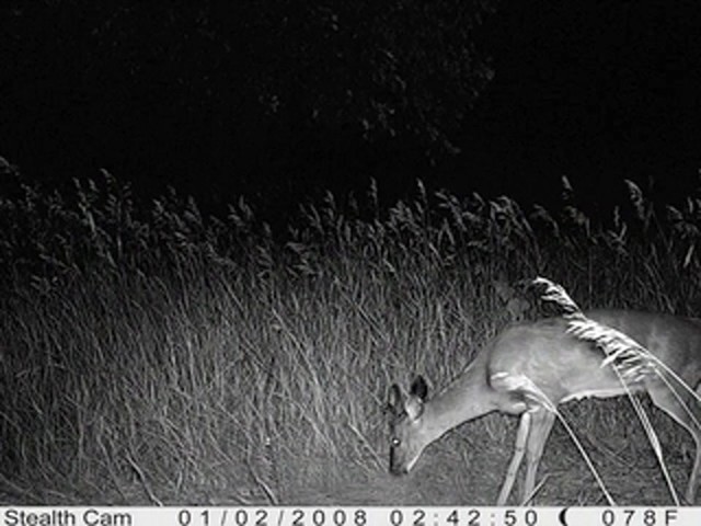 Stealth Cam® 3MP Titan Game Camera - image 6 from the video