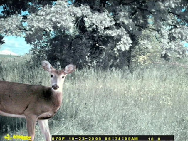 Ghost 5 - megapixel IR Game Camera - image 1 from the video
