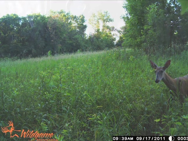 Remington® ShurShot™ 8MP Infrared Game Camera - image 5 from the video