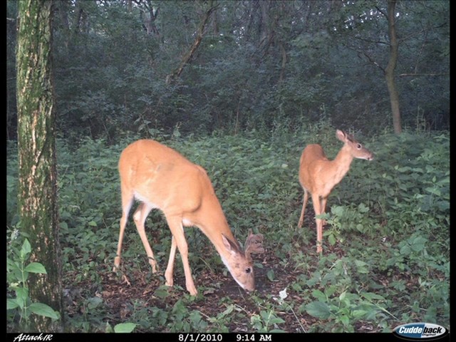 Cuddeback® Attack® IR 5 MP Infrared Game Camera - image 4 from the video