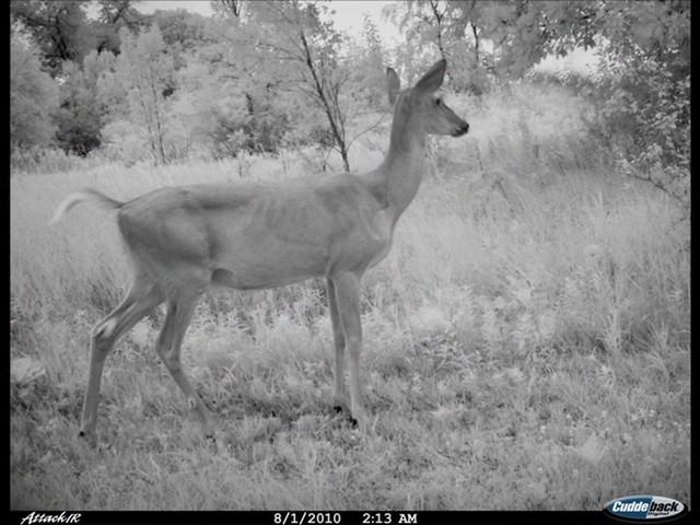 Cuddeback® Attack® IR 5 MP Infrared Game Camera - image 6 from the video