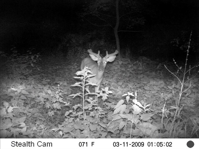 Stealth Cam Unit Ops 8MP Digital Game Camera - image 5 from the video