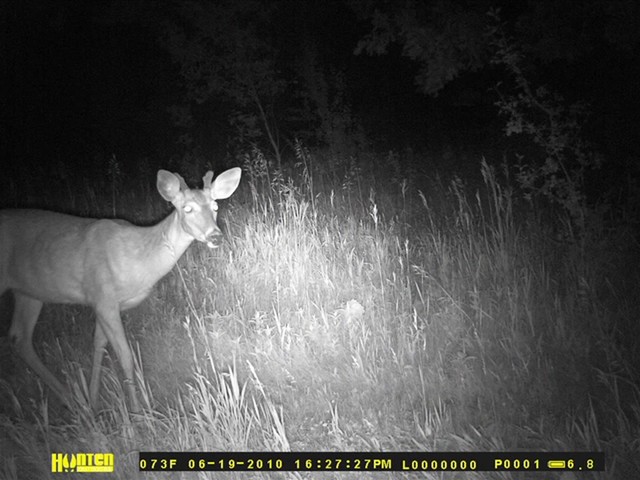 Hunten Outdoors GSC35-50IR 5.0MP Black Flash IR Game Camera - image 4 from the video