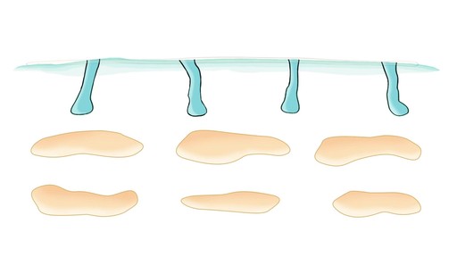 Evologie Animation Video - image 4 from the video