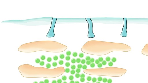 Evologie Animation Video - image 8 from the video