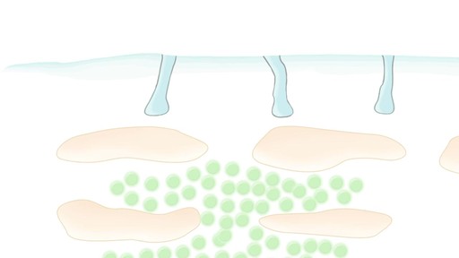 Evologie Animation Video - image 9 from the video