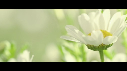 Jurlique 30th Anniversary Precious Rose - image 2 from the video