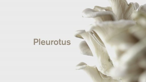 Dr. Andrew Weil for Origins Mega-Mushroom Skin Relief Advanced Face Serum  - image 7 from the video