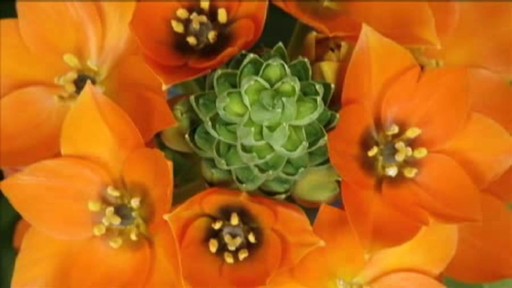 Origins - image 2 from the video