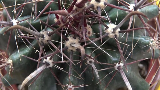 nice cactus! - image 10 from the video