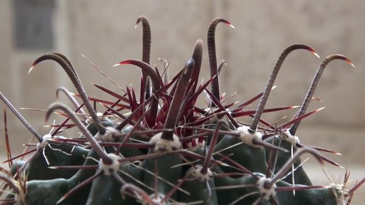 nice cactus! - image 2 from the video