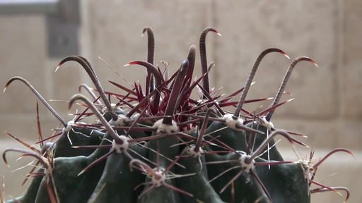 nice cactus! - image 3 from the video