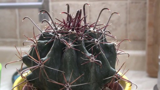 nice cactus! - image 4 from the video