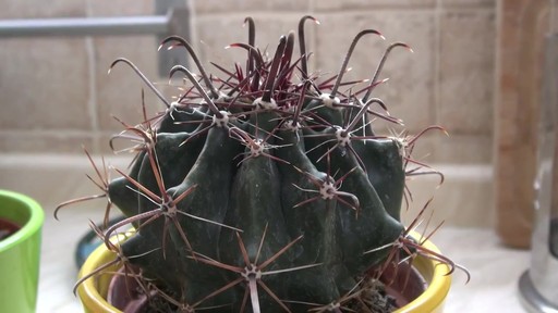 nice cactus! - image 5 from the video