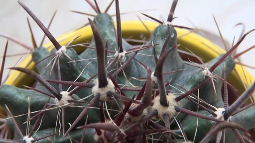 nice cactus! - image 6 from the video