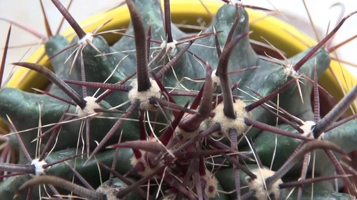 nice cactus! - image 7 from the video