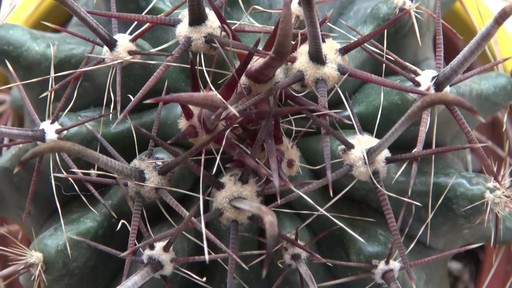 nice cactus! - image 9 from the video